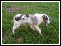 Mini Australian Shepherd