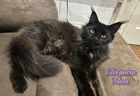 Zeus Male Maine Coon $1200