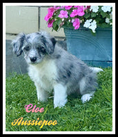 Cloe Female Mini Aussiepoo $849