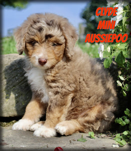 Mini Aussiepoo