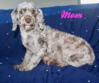 Gavin Male Cockapoo $750