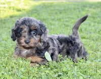Cockapoo
