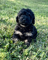 Cockapoo