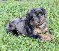 Cockapoo