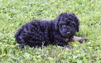 Cockapoo