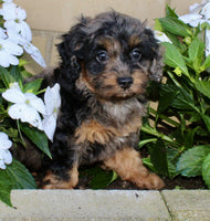 Cockapoo