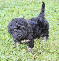 Cockapoo