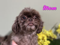 Licorice Female Shihpoo $1200