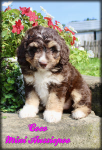 Mini Aussiepoo