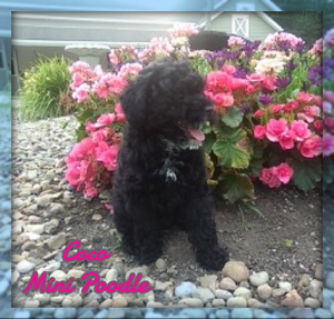 Mini Poodle