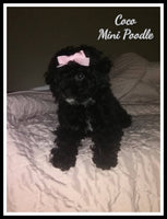 Mini Poodle