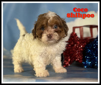 Coco Male Shihpoo $875
