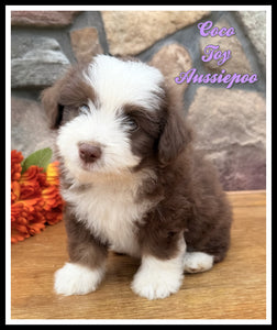  Toy Aussiepoo