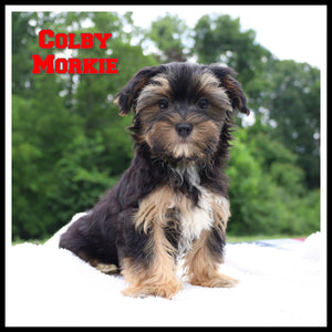 Morkie