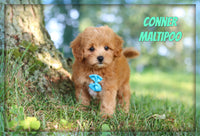 Conner Male Maltipoo $1600