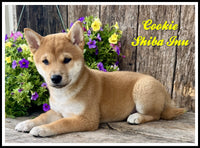 Shiba Inu