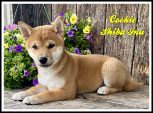 Shiba Inu