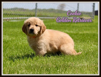 Cookie Female AKC Golden Retriever $2300