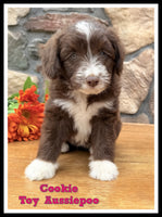 Cookie Female Toy Aussiepoo $795