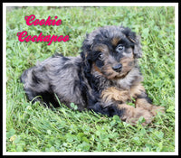 Cockapoo