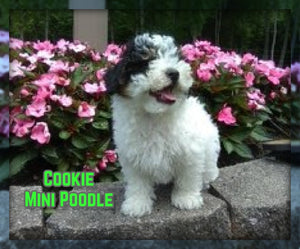 Mini Poodle