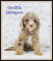  Cavapoo