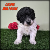 Cooper Male Mini Poodle $750