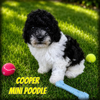 Cooper Male Mini Poodle $650