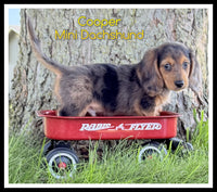 Cooper Male AKC Mini Dachshund $2200