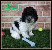 Cooper Male Mini Poodle $750