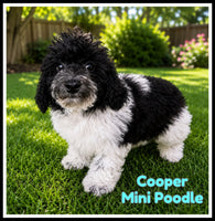 Mini Poodle