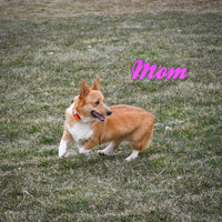 Lebron Male Corgi $775