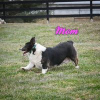 Martha Female Corgi $450