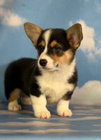 Delilah Female ACA Corgi $1360