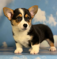 Delilah Female ACA Corgi $1360