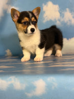 Daphne Female ACA Corgi $1360