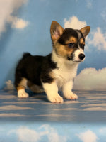 Daphne Female ACA Corgi $1360
