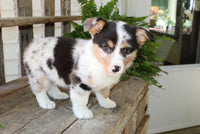 Corgi Aussie Mix