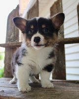 Corgi Aussie Mix