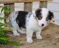 Corgi Aussie Mix