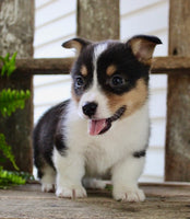 Corgi Aussie Mix