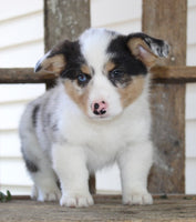 Corgi Aussie Mix
