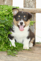 Corgi Aussie Mix