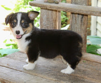 Corgi Aussie Mix