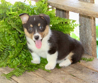 Corgi Aussie Mix