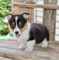 Corgi Aussie Mix