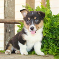 Corgi Aussie Mix