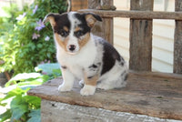 Corgi Aussie Mix