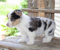Corgi Aussie Mix