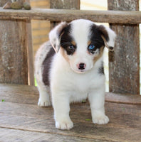 Corgi Aussie Mix